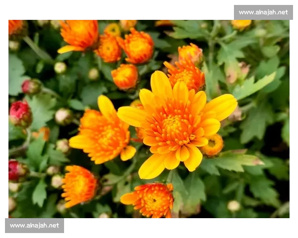 围绕橙色精粹打造焕活能量与自然之美的全新生活方式探索之路